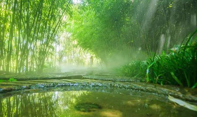 迷竹林2.jpg